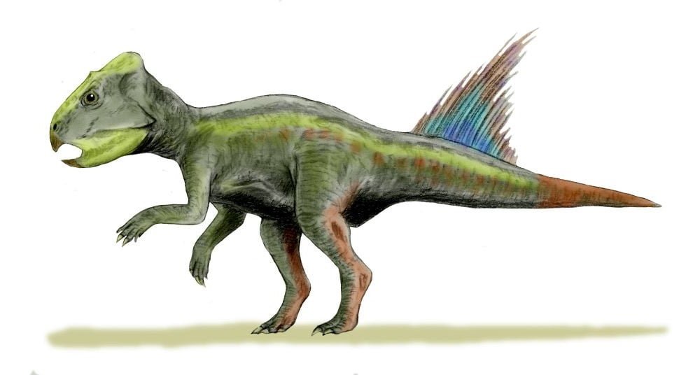 An illustration of the Archaeoceratops in a side view