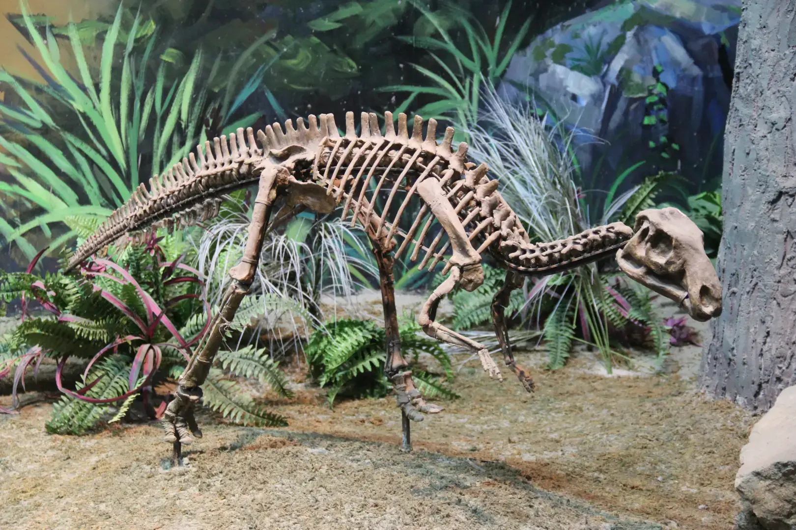 Bactrosaurus Skeleton