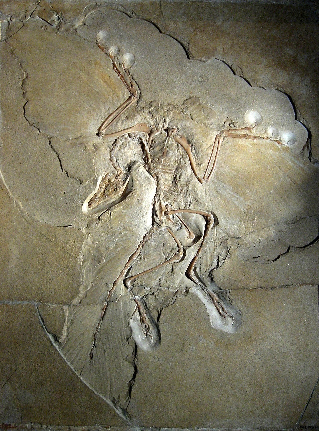 Archaeopteryx, an early bird from the Jurassic Period
